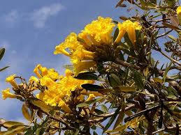 Pin On Plantas Nativas