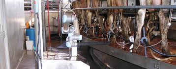 Coffee machine manufacturers australian cattle farms. Collaborative Robots Go From Factory To Farm To Refrigerator