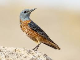 Image result for Corchorus saxatilis