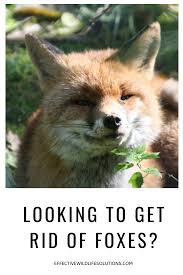 Get an electronic fox deterrent for animal control. How To Get Rid Of Foxes Arxiusarquitectura