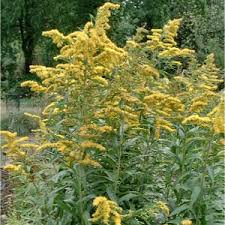 We did not find results for: Kentucky State Flower Goldenrod Solidago From Netstate Com