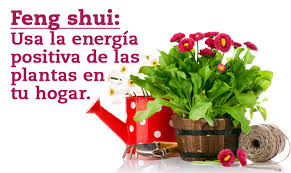 Resultado de imagen de plantas en el feng shui