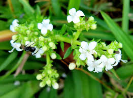 Image result for Scoparia