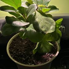 Image result for Ficus tettensis