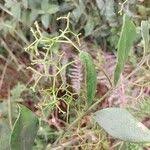 Image result for Cassinopsis