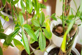 Overwatering and constantly waterlogged soil causes money tree leaves to wilt and yellow, but so does soil that is allowed to get bone dry. How To Properly Care For A Money Tree Houseplant 2021 Masterclass