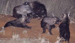 Resultado de imagem para brown hyena clan