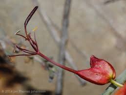 Image result for Cadaba aphylla