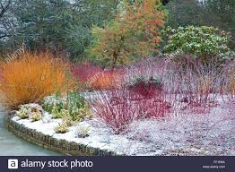 Cornus stolonifera 'arctic fire' has some of the best red stem color. Pin On Garden Ideas