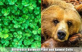 Stores liquid, food and waste materials 3. 17 Differences Between Plant And Animal Cells Plant Cell Vs Animal Cell