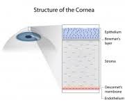 We did not find results for: Epithelial Basement Membrane Dystrophy Dr Kevin Tyber And Associates 9054274144