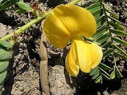 Image result for Aeschynomene bullockii