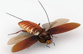 افضل شركة مكافحة الصراصير بالطائف ورش صراصير المطبخ