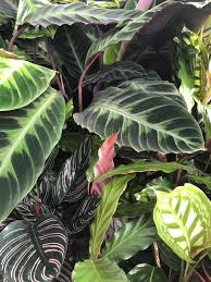 The best time for repotting is spring or. Growing Healthy Prayer Plants Calathea Care Guide