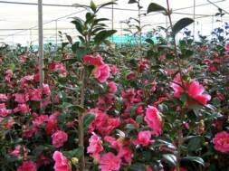Camellia Care