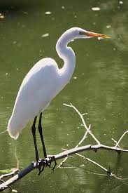 Water Birds Of North Georgia Great Egret Bird Instagram Photos Display Bird Photography