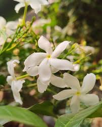 Image result for Tabernaemontana divaricata