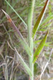 Image result for Digitaria brazzae