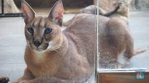 Namun kucing ini sekarang juga banyak diminati. Kucing Liar Ini Harganya Mencapai Ratusan Juta Rupiah