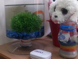 Health Why Did My Guppies Not Grow For 8 Months Pets