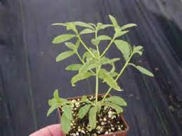 Tea infusions either hot or c. Aloysia Triphylla Lemon Verbena Plant