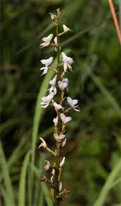 Image result for Disa aconitoides