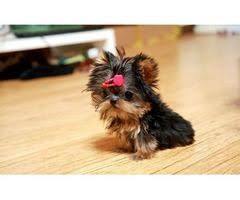 Black And Tan Yorkie Poo Adults Yorkshire Terrier Teacup Toy Yorkie Teddy Bear Doll Faces Teacup Yorkie Puppy Yorkshire Terrier Puppies Yorkie Puppy