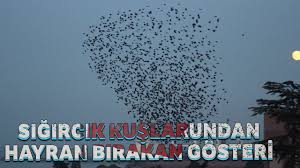 Sigircik Kuslarinin Gokyuzundeki Dansi Gorenleri Hayran Birakti Youtube