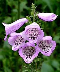 Digitalis (countable and uncountable, plural digitalises). Digitalis Wikipedia
