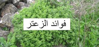 فوائد الزعتر البري للربو موضوع