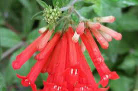 New Non Toxic Drug Svc112 Derived From Flowers Of Bouvardia Ternifolia Plant Targets Cancer Stem Cells And Prevents Metastasis Thailand Medical News