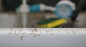 how to get rid of ants in the kitchen