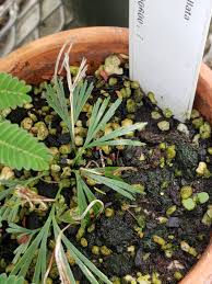 Image result for Actiniopteris semiflabellata