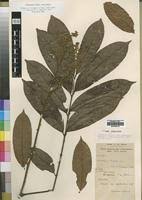 Image result for Aporrhiza