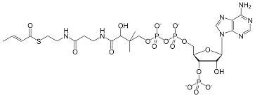If you continue to have problems locating the coa, please. Crotonyl Coa Wikipedia