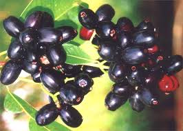 It is a slow growing species that can reach to the maximum height up to 30 m and has a maximum life span of about 100 years. Amazing Health Benefits And Uses Of Jamun Fruit Goqii