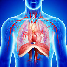 The chest anatomy includes the pectoralis major, pectoralis minor & serratus anterior. Diaphragm Anatomy Function And Treatment
