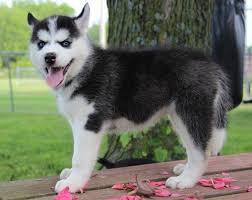 We have 3 puppies left for sale. Siberian Husky Puppies For Sale For Sale In Huntsville Alabama Classified Americanlisted Com