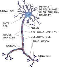 Makalah sistem saraf/nervus kata pengantar puji dan syukur kami panjatkan sistem pencernaan pada manusia salah satu ciri makhluk hidup adalah memerlukan makanan. Sistem Koordinasi Sistem Syaraf Pdf Download Gratis