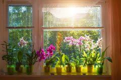 Blumentopf in folie einpacken blumen. Orchidee Originell Verpacken So Trumpft Sie Als Geschenk