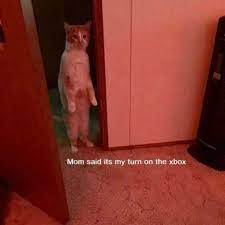 Check spelling or type a new query. 100 Funniest Cat Memes Ever