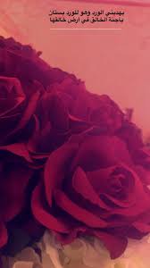 عبارات عن الورد الورد عنوان الحب بنات كول