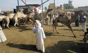 Calculate time and cost helps you compare delivery times and published rates for sending ups shipments to destinations around the world. Camels Treated Cruelly In Egypt S Main Market Despite Activists Outcry Life English Edition Agencia Efe