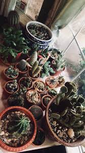 Moss was collected from outside of my home. Plant Diary