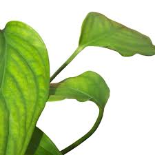 Image result for Laggera gracilis