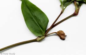 Image result for Commelina congesta