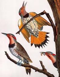 Birds Of North Alabama Northern Flicker Yellowhammer Alabama S State Bird State Birds Northern Flicker Bird