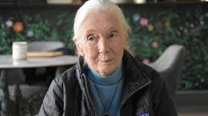 Jane Goodall: "Cada vegada és més difícil trobar llocs que realment hagin  estat protegits,