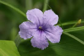 Image result for Polystachya simplex