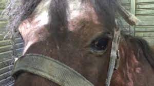 Gumbie Miniature Horse Rescued From The Amish Miniature Horse Horses Horse Rescue